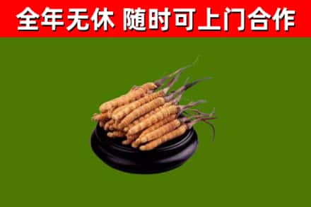 朗县烟酒回收冬虫夏草.jpg